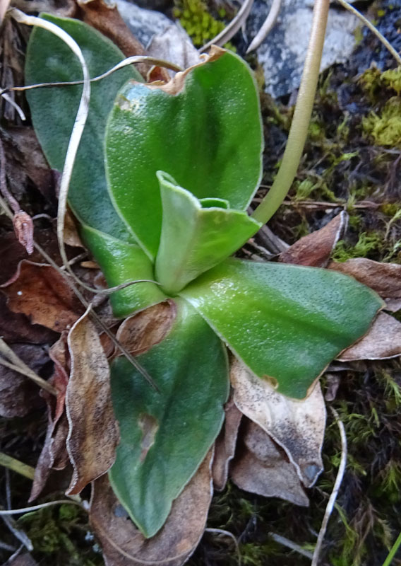 Primula polliniana (=Primula spectabilis) / Primula meravigliosa